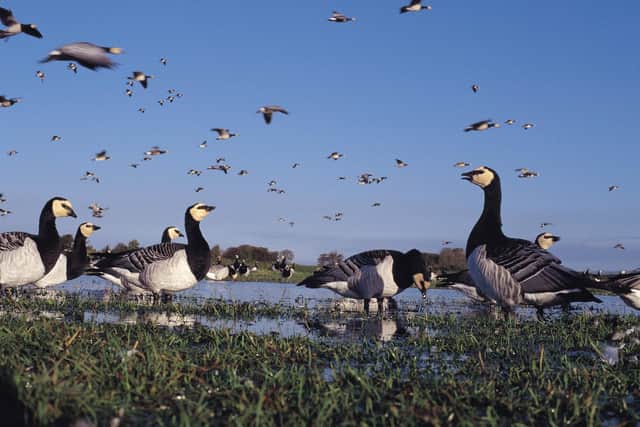 Two special Dawn Flight events are being held at the Wildfowl and Wetland Trust's Caerlaverock nature reserve as part of the Wild Goose festival, allowing visitors to see visiting flocks of barnacle geese carrying out their daily feeding rituals. Picture: WWT