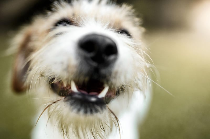 Maintaining a moderate weight shouldn't be much of an issue for a healthy dog - both being under and overweight leads to a myriad of health concerns. It's sometimes hard for owners to judge whether their dog is shedding or putting on the pounds so a regular weigh-in is the best way to monitor it.
