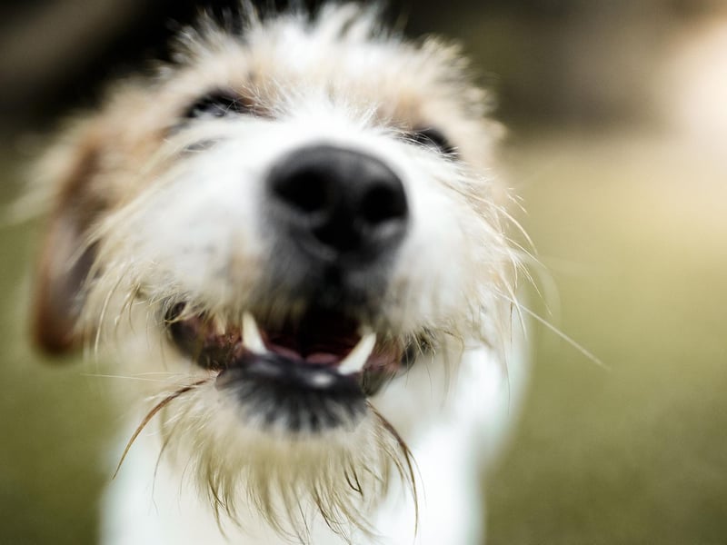 Maintaining a moderate weight shouldn't be much of an issue for a healthy dog - both being under and overweight leads to a myriad of health concerns. It's sometimes hard for owners to judge whether their dog is shedding or putting on the pounds so a regular weigh-in is the best way to monitor it.