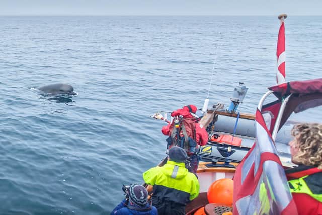 Researchers studied the behaviour of whales in response to recordings of killer whale sounds and naval sonar. Picture: Christian Harboe-Hansen