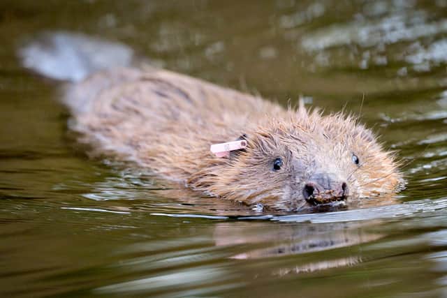 Habitat restoration should be accompanied by appropriate reintroduction of keystone species, including rehoming beavers beyond their current limited range in Scotland (Picture: Ben Birchall/PA)