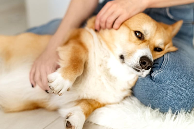 Another dog whose natural habitat is their owner's lap is the Pembroke Welsh Corgis - no wonder they come with royal approval.