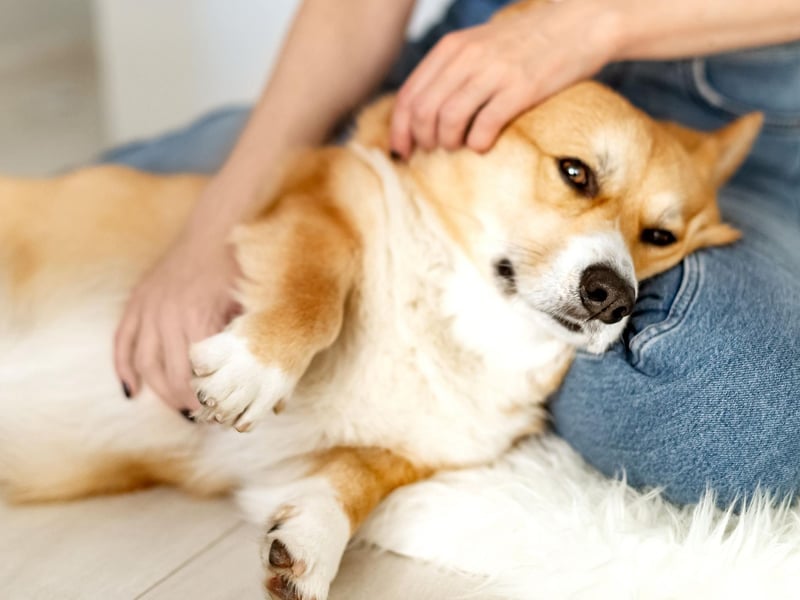 Another dog whose natural habitat is their owner's lap is the Pembroke Welsh Corgis - no wonder they come with royal approval.