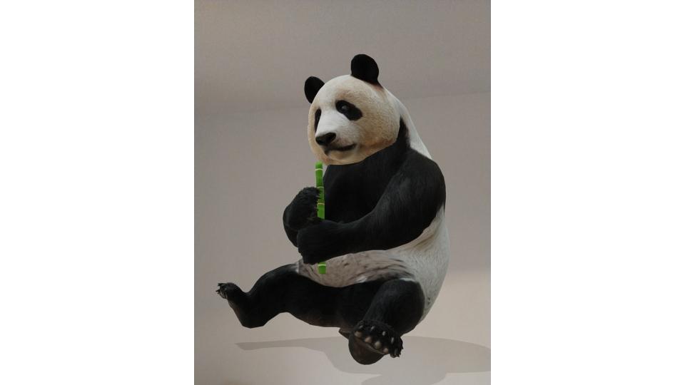 Google 3d Animals How You Can See Ar Tigers Lions Sharks And Giant Pandas On Google The Scotsman