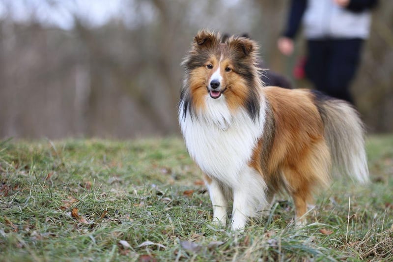 Also known as the Sheltie, the Shetland Sheepdog comes from the Scottish Shetland Islands and was bred to withstand the harsh conditions that existed there in the 19th century. They were originally called Shetland Collies, but Rough Collie breeders successfully campigned for a name change to further differentiate the similar dogs.