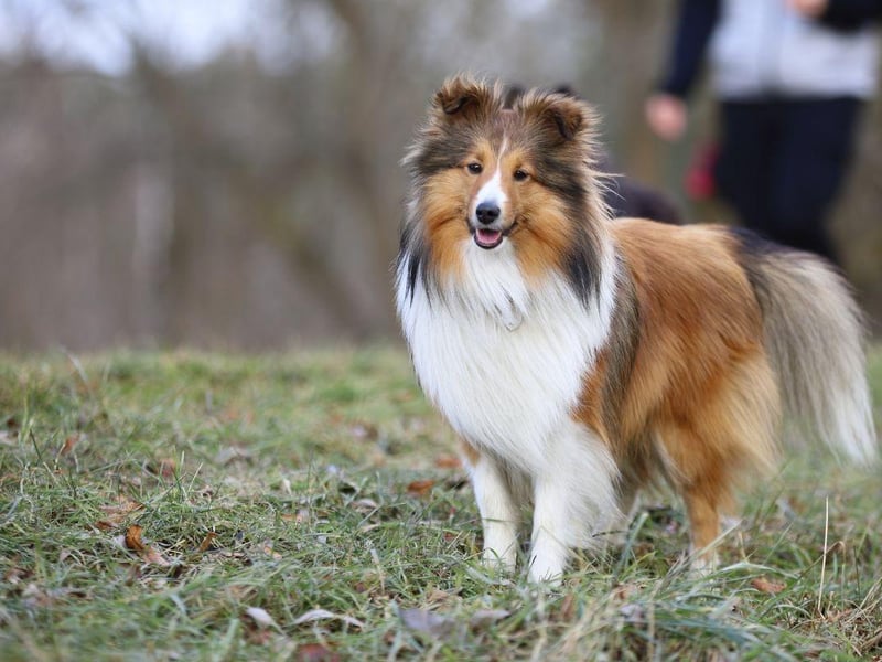Also known as the Sheltie, the Shetland Sheepdog comes from the Scottish Shetland Islands and was bred to withstand the harsh conditions that existed there in the 19th century. They were originally called Shetland Collies, but Rough Collie breeders successfully campigned for a name change to further differentiate the similar dogs.