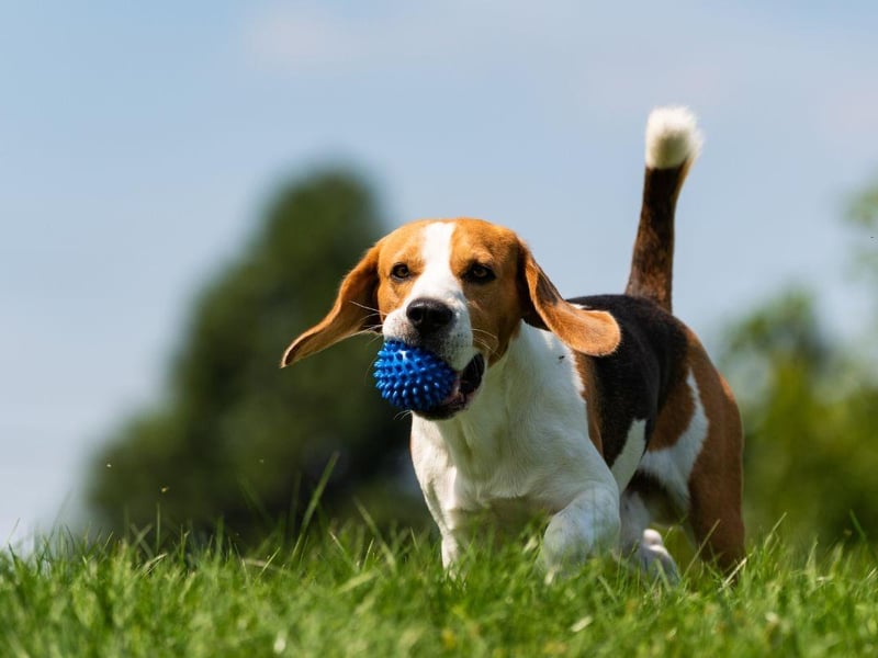 How do you get a Beagle to jump into a pool of mud? Tell it not to.