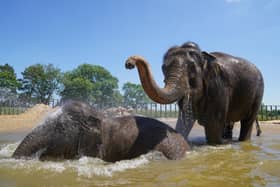 Elephants particularly enjoy the presence of zoo visitors, a new study suggests