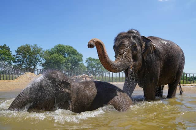 Elephants particularly enjoy the presence of zoo visitors, a new study suggests