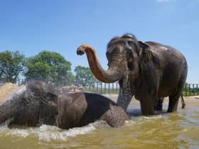 Elephants particularly enjoy the presence of zoo visitors, a new study suggests