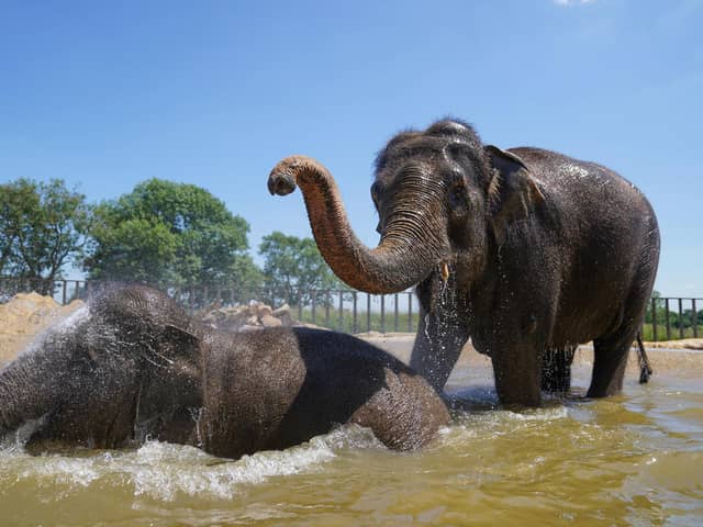 Elephants particularly enjoy the presence of zoo visitors, a new study suggests