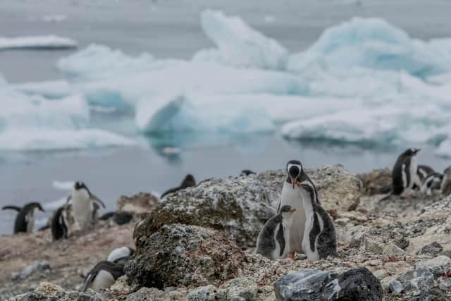 Gentoo penguins, a species which prefers more temperate climes, are now successfully rearing their chicks on Andersson Island in Antarctica - demonstrating how climate change is warming the environment and driving major shifts in the distribution of wildlife populations. Picture: Tomás Munita/Greenpeace