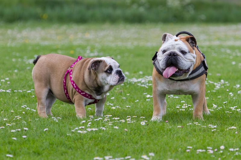 The Bulldog is a very popular breed for groups, clubs and organisations who are looking for a mascot. Groups that have Bulldog mascots include the Western Bulldogs Australian rules football club, the Croatian GNK Dinamo Zagreb football supporters ultras group, the United States Marine Corps, and the Australian National rugby league team. It is also the mascot of no fewer than 39 American universities.
