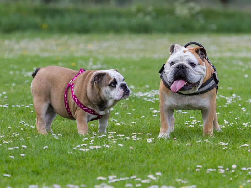 The Bulldog is a very popular breed for groups, clubs and organisations who are looking for a mascot. Groups that have Bulldog mascots include the Western Bulldogs Australian rules football club, the Croatian GNK Dinamo Zagreb football supporters ultras group, the United States Marine Corps, and the Australian National rugby league team. It is also the mascot of no fewer than 39 American universities.