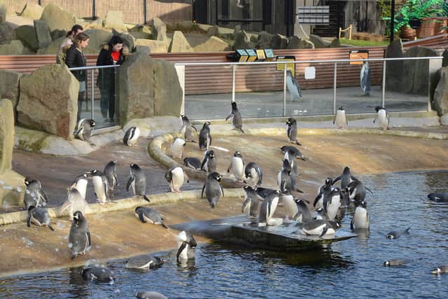 The Penguin Parade has been cancelled by Edinburgh Zoo