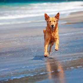Dogs love the beach - and here are the most picturesque stretches of sand to walk your pet this spring.