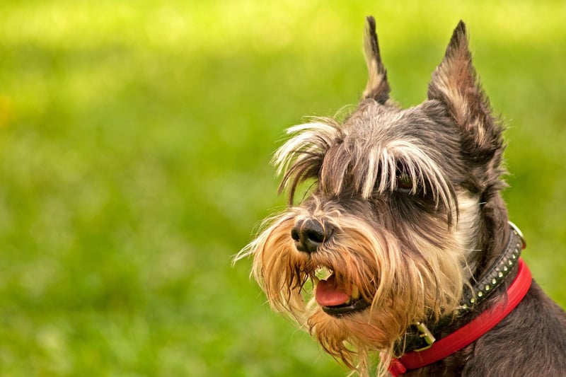 Stanley tops the chart when it comes to Miniature Schnauzer names. It was also the name of Sheridan Smith's canine co-star in BBC television series Pooch Perfect.