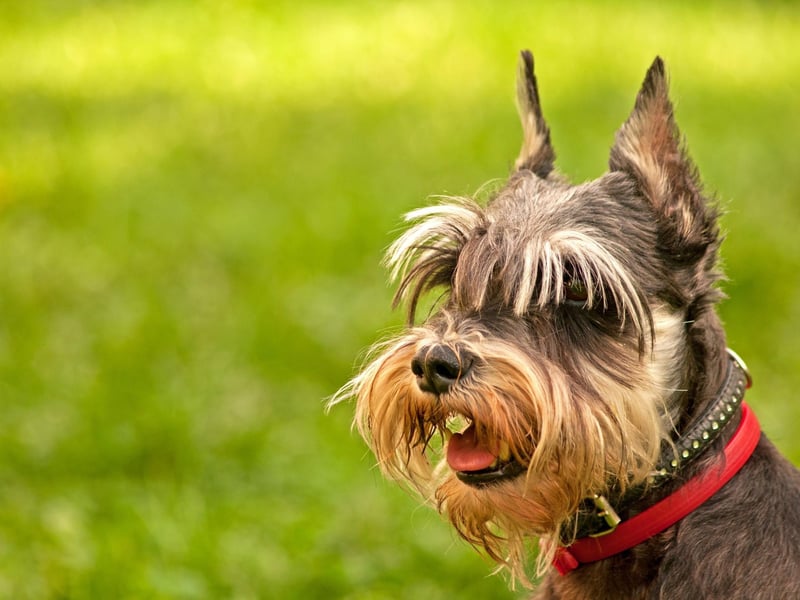 Stanley tops the chart when it comes to Miniature Schnauzer names. It was also the name of Sheridan Smith's canine co-star in BBC television series Pooch Perfect.