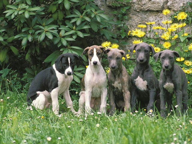 The Greyhound's famous spped comes from the biological fact that they have higher levels of red blood cells than other breeds. These cells carry oxygen to the muscles, so the Greyhound can move larger quantities of oxygen faster from the lungs to the leg muscles, giving them crucial extra pace.