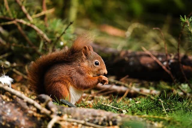Red squirrels are one of many species in Scotland that are struggling for a variety of reasons (Picture: Jeff J Mitchell/Getty Images)