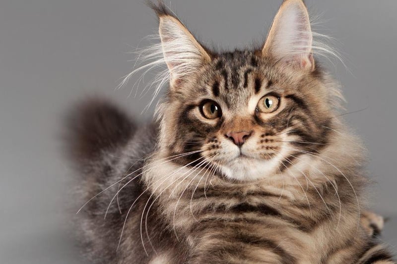 The Maine Coon is one of the most notable cat breeds for having a gorgeous long coat. They are the largest domestic cat on the planet and have bushy tails to boot!