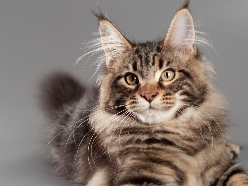 The Maine Coon is one of the most notable cat breeds for having a gorgeous long coat. They are the largest domestic cat on the planet and have bushy tails to boot!