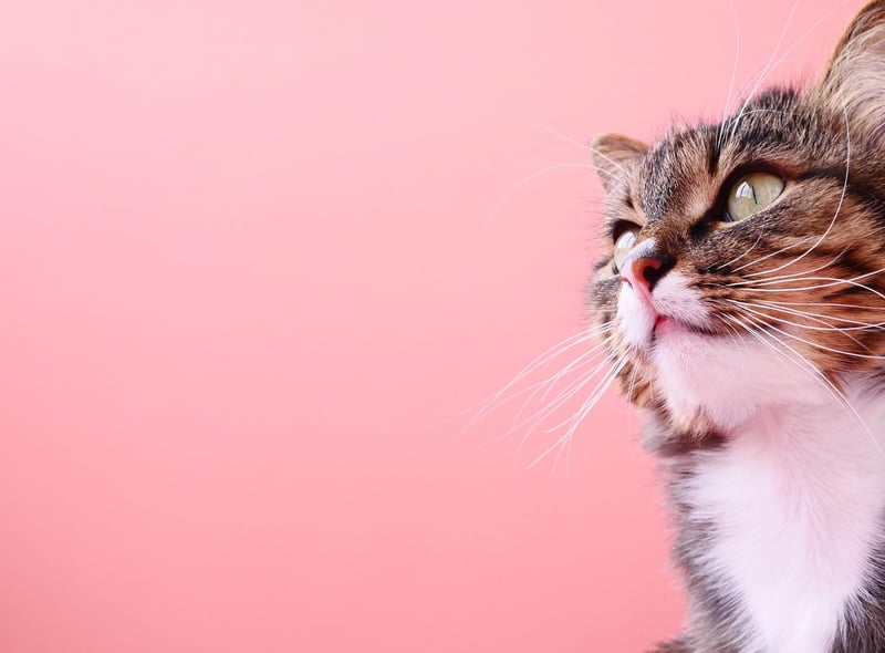 Want your little kitty cat to become an astronaut? Then you have to give them this perfect name!
