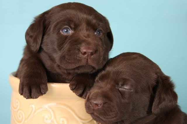 The combination of intelligence and eagerness to please makes the Labrador one of the easiest dogs to train without expensive obedience classes. More intelligent dogs can be stubborn to learn new tricks on command, while many of the other biddable breeds just find it difficult to understand what you want them to do.