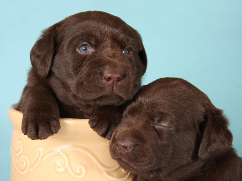The combination of intelligence and eagerness to please makes the Labrador one of the easiest dogs to train without expensive obedience classes. More intelligent dogs can be stubborn to learn new tricks on command, while many of the other biddable breeds just find it difficult to understand what you want them to do.