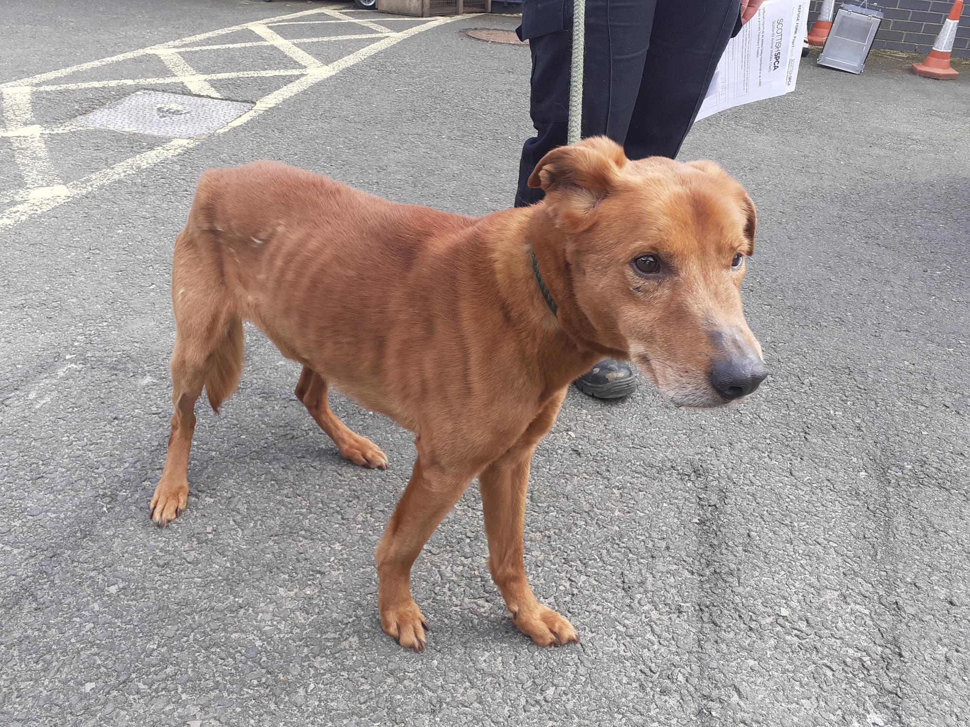 Elderly and underweight dog which may have suffered a