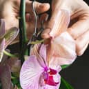 Orchids are beautiful - if you can keep them alive (Picture: Stanislav Sablin/Getty Images/iStockphoto)