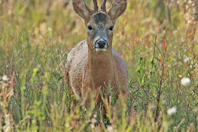 A roe deer, similar looking to the ones found injured following a suspected dog attack. Picture: Les Bunyan/Wild Ken Hill