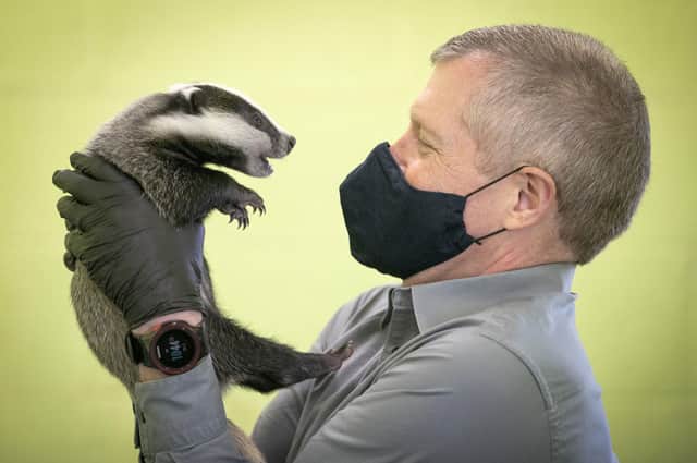 Scottish Liberal Democrat leader Willie Rennie handles a six-week-old badger during a visit to the SSPCA National Wildlife Rescue Centre at Fishcross near Alloa.
