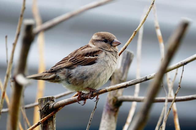 Sparrows can be found from the centre of cities to the farmland of the countryside.