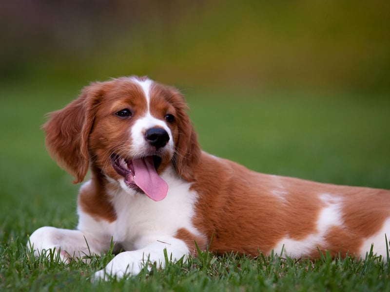 The stunning Brittany is friendly and full of energy, always eager to please, making them fairly easy to train. In 2022, this breed saw its highest monthly search volume ever recorded, which is also up 50% since January.
