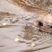 Scotland granted beavers protected status in 2019, following a successful reintroduction trial in Argyll.