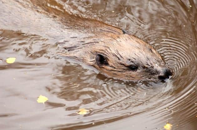 Scotland granted beavers protected status in 2019, following a successful reintroduction trial in Argyll.