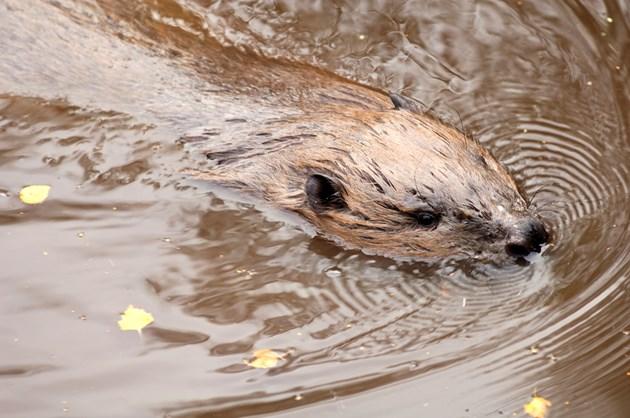 New site in Doune identified for release of beavers in Scotland