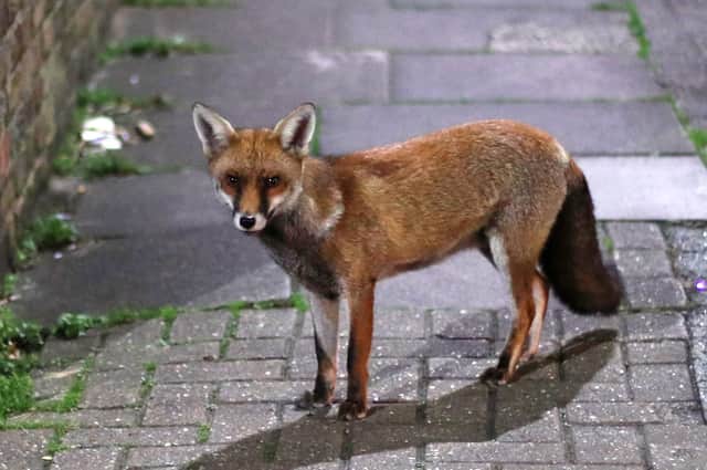 Urban foxes may be bolder than their country cousins but city life has not made them cleverer