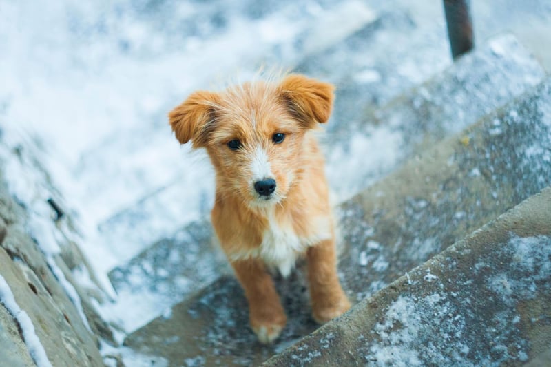 If you have enough space in your home set up an area to play fetch. Make sure it’s on carpeted floors as hard wood floors could cause your dog to slip and get injured. To prevent repetition, throw different objects for them to fetch and return.