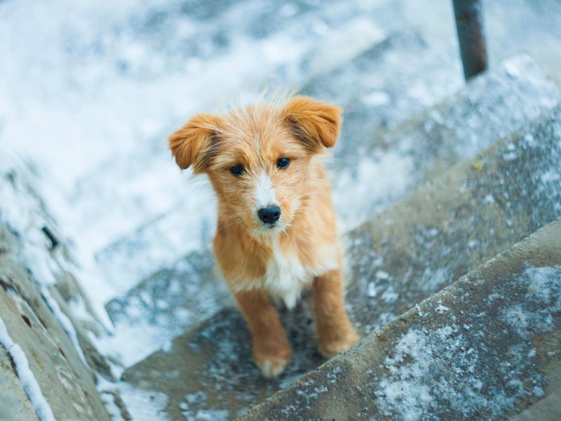 If you have enough space in your home set up an area to play fetch. Make sure it’s on carpeted floors as hard wood floors could cause your dog to slip and get injured. To prevent repetition, throw different objects for them to fetch and return.