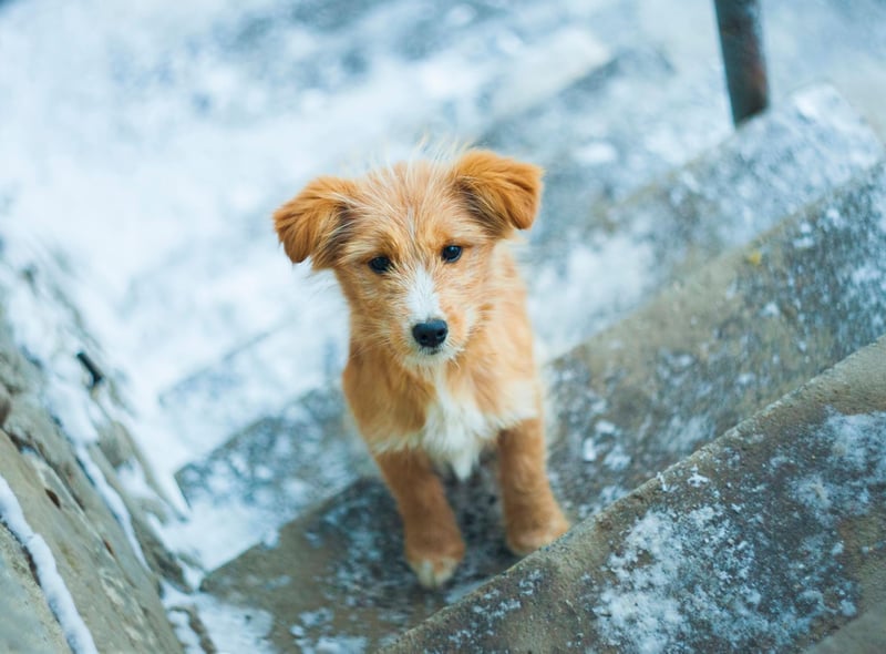 If you have enough space in your home set up an area to play fetch. Make sure it’s on carpeted floors as hard wood floors could cause your dog to slip and get injured. To prevent repetition, throw different objects for them to fetch and return.
