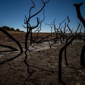 Dried mud and old trees at Colliford Lake, where water levels have severely dropped exposing the unseen trees and rocks at Cornwall's largest lake and reservoir, as another heatwave looms. Picture: Ben Birchall/PA Wire
