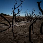 Dried mud and old trees at Colliford Lake, where water levels have severely dropped exposing the unseen trees and rocks at Cornwall's largest lake and reservoir, as another heatwave looms. Picture: Ben Birchall/PA Wire