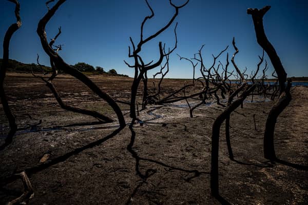 Dried mud and old trees at Colliford Lake, where water levels have severely dropped exposing the unseen trees and rocks at Cornwall's largest lake and reservoir, as another heatwave looms. Picture: Ben Birchall/PA Wire