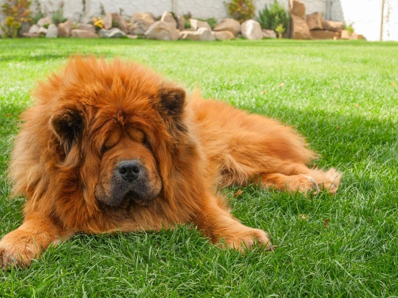 Permanently sleepy, according to the American Kennel Club if left to its own devices the Chow Chow will only be active for 43 minutes a day.