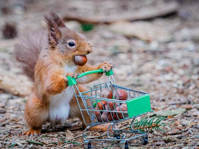 Squirrels famously keep a store of food and, in a crisis, people tend to build up their savings even though this could make the situation worse (Picture: Jeffrey Wang/SWNS)