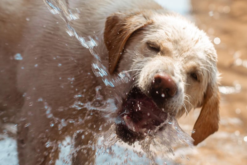 The first Labrador Retriever was born in the UK at some point in the 1830s when St John's Water Dogs arrived in Britain on trading ships sailing between Canada and the port of Poole. Several members of the nobility, including the Earl of Malmesbury, the Duke of Buccleuch, and the Earl of Home bred them with hunting dogs to create the new breed.