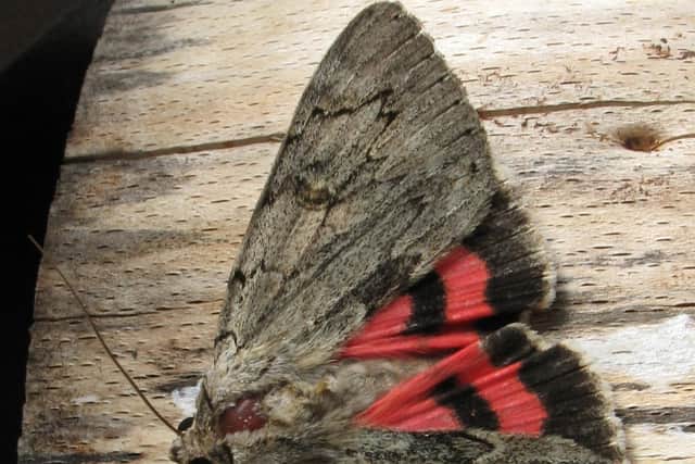 The rosy underwing moth has recently been spotted in the UK for the first time ever, thought to have moved here as a result of the warming climate