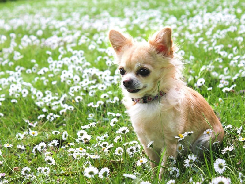 Celebrity Chihuahua owners include Madonna, Demi Moore, Britney Spears, Reese Witherspoon, Sharon Osborne, and Mickey Rourke.